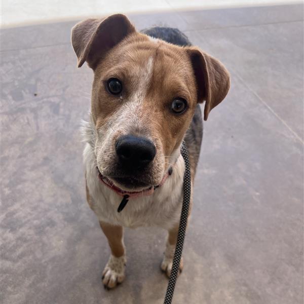 Enlarge Honey, a Adoptable Mixed Breed in Bentonville, AR image 6/6
