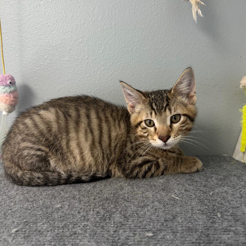 Melman, Adoptable, Kitten Male Domestic Short Hair.