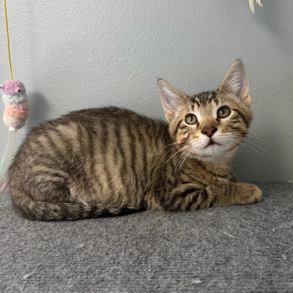 Enlarge Melman, a Adoptable Domestic Short Hair in Milford, IA image 2/3