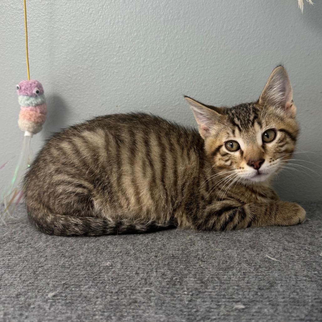 Enlarge Melman, a Adoptable Domestic Short Hair in Milford, IA image 3/3
