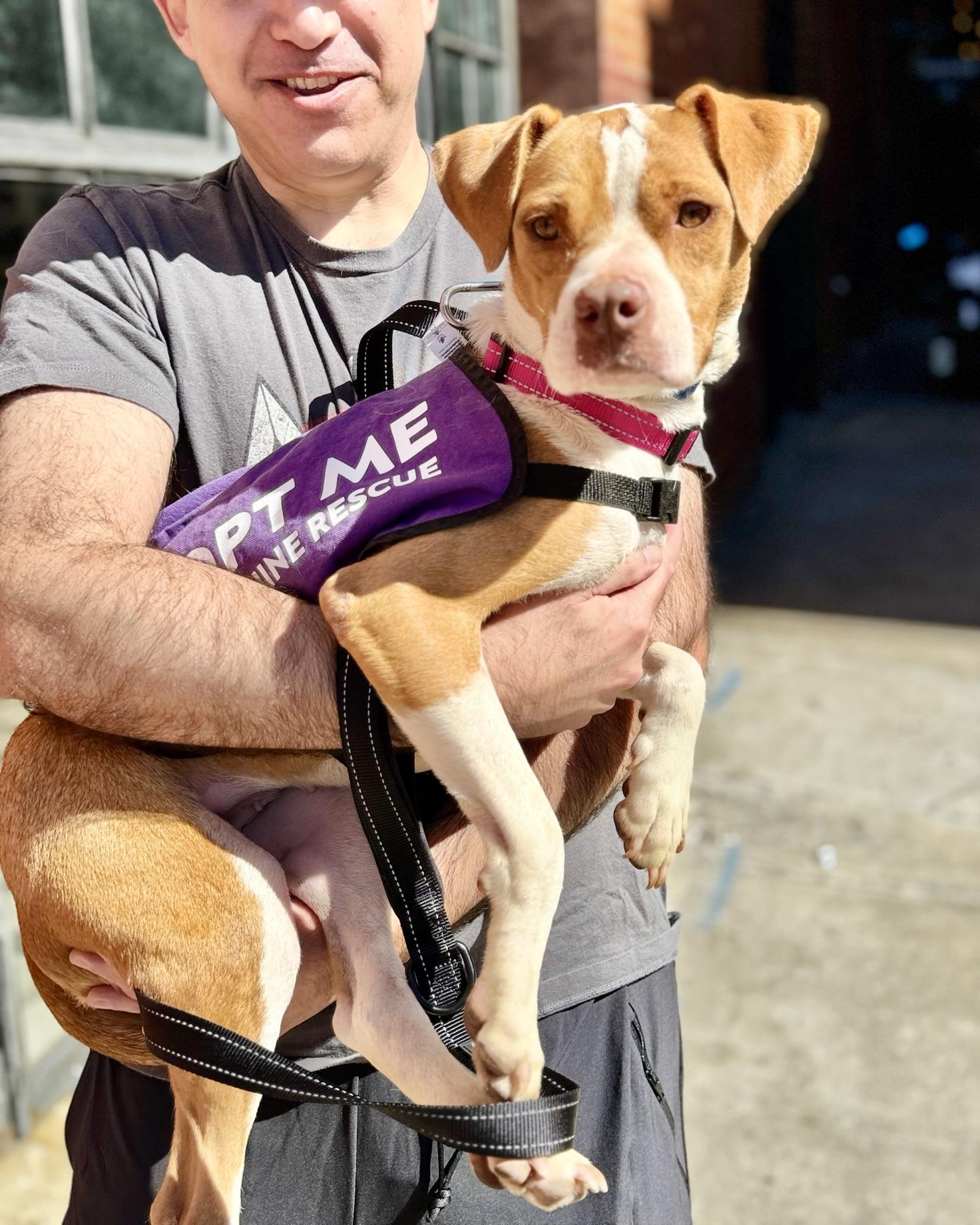 Enlarge Constance, a Adopted mixed breed in Brooklyn, NY image 4/5