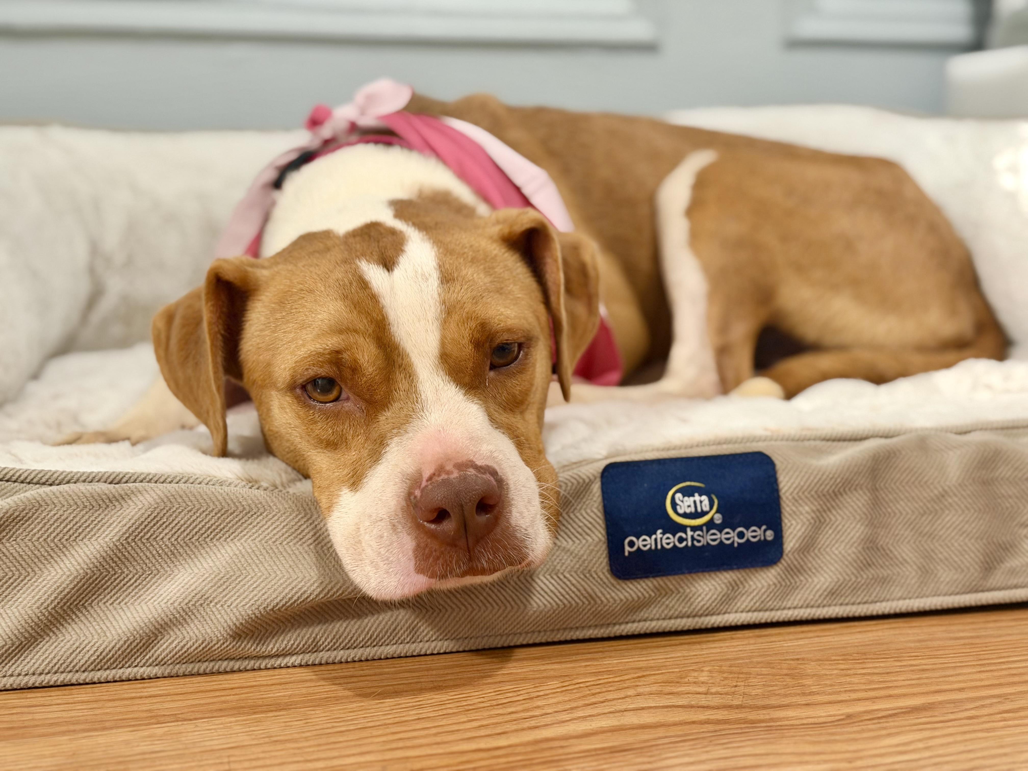 Enlarge Constance, a Adopted mixed breed in Brooklyn, NY image 2/5