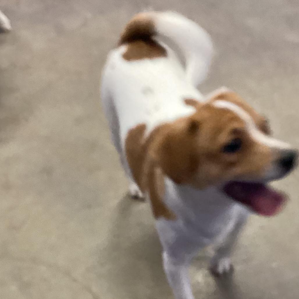 Dario, Adoptable, Adult Male Terrier.