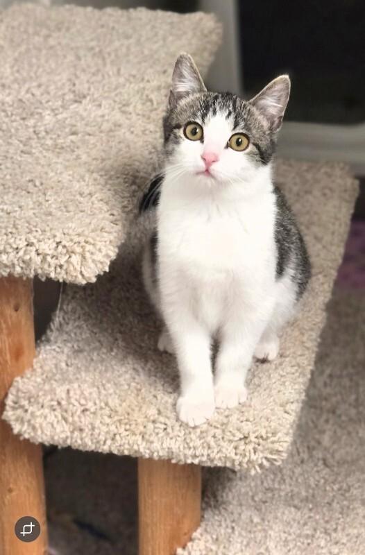Enlarge Valerie - Van Halen Litter, a Adoptable mixed breed in Anthem, AZ image 1/6