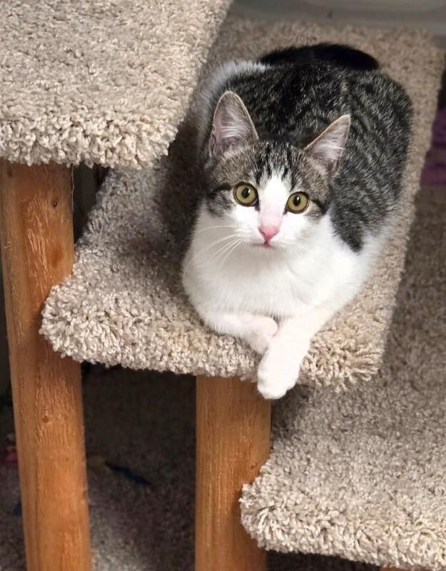 Enlarge Valerie - Van Halen Litter, a Adoptable mixed breed in Anthem, AZ image 2/6