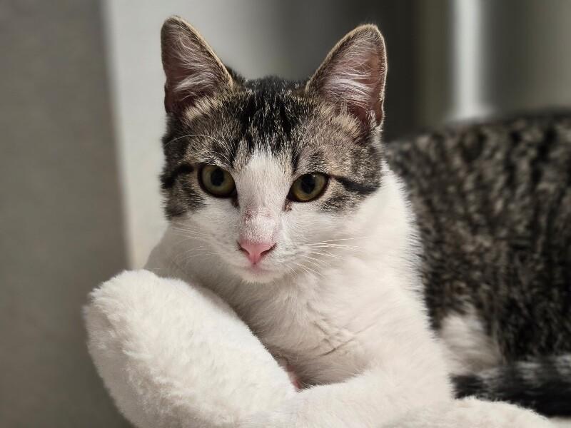 Enlarge Valerie - Van Halen Litter, a Adoptable mixed breed in Anthem, AZ image 5/6