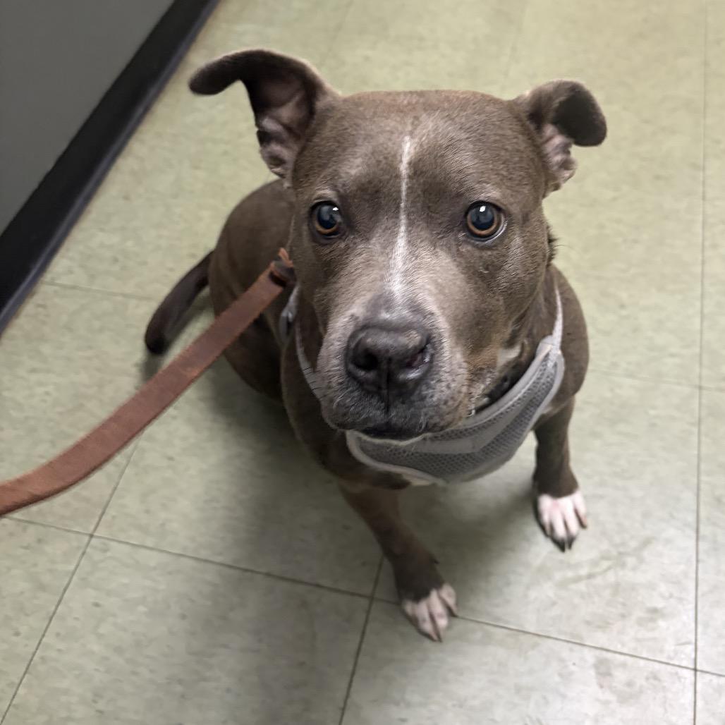 Letty, Adoptable, Adult Female Pit Bull Terrier.