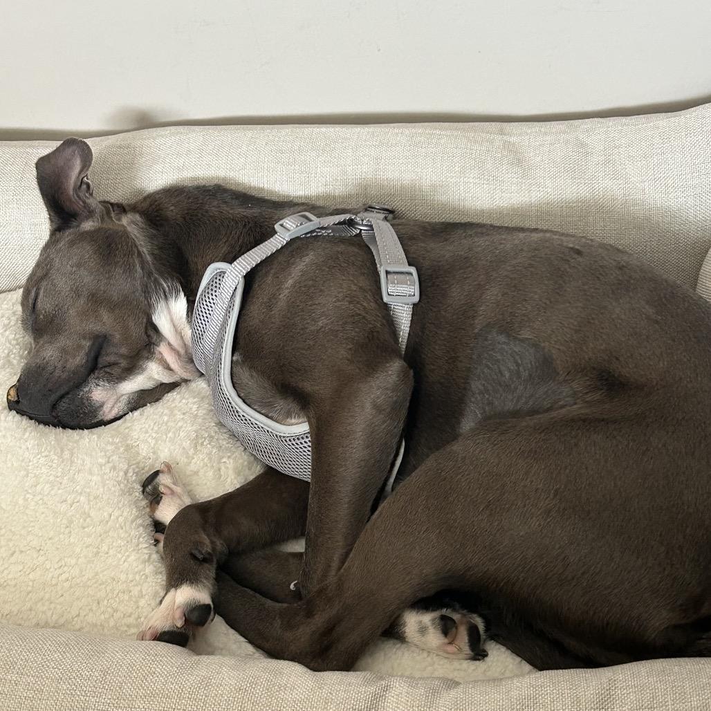 Letty, a Adoptable Pit Bull Terrier in Northville, MI image 2/6