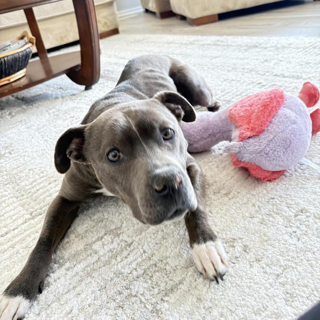 Letty, a Adoptable Pit Bull Terrier in Northville, MI image 3/6