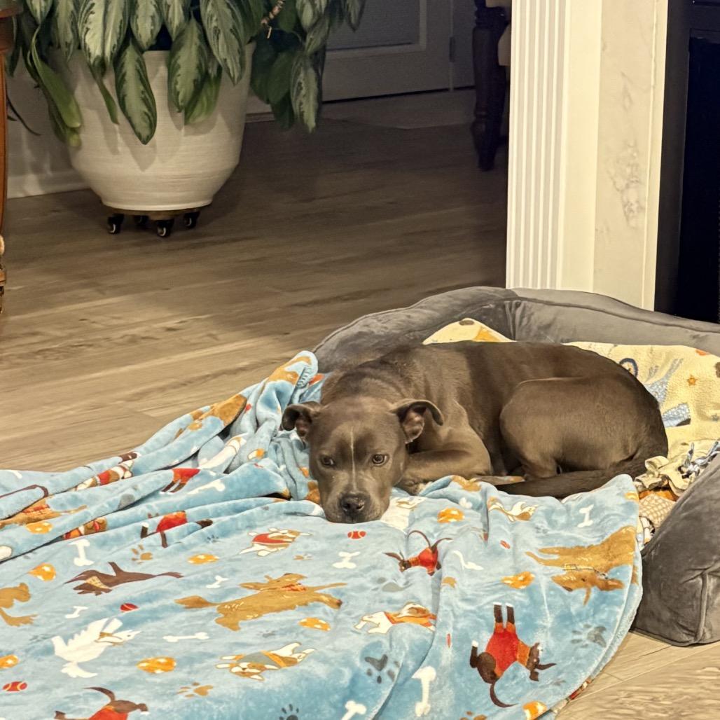 Letty, a Adoptable Pit Bull Terrier in Northville, MI image 4/6