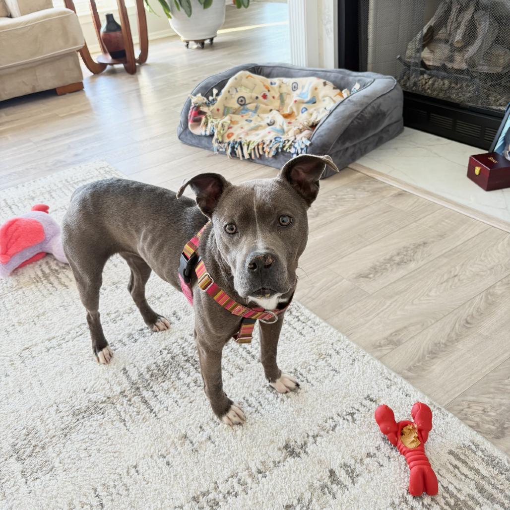 Letty, a Adoptable Pit Bull Terrier in Northville, MI image 5/6