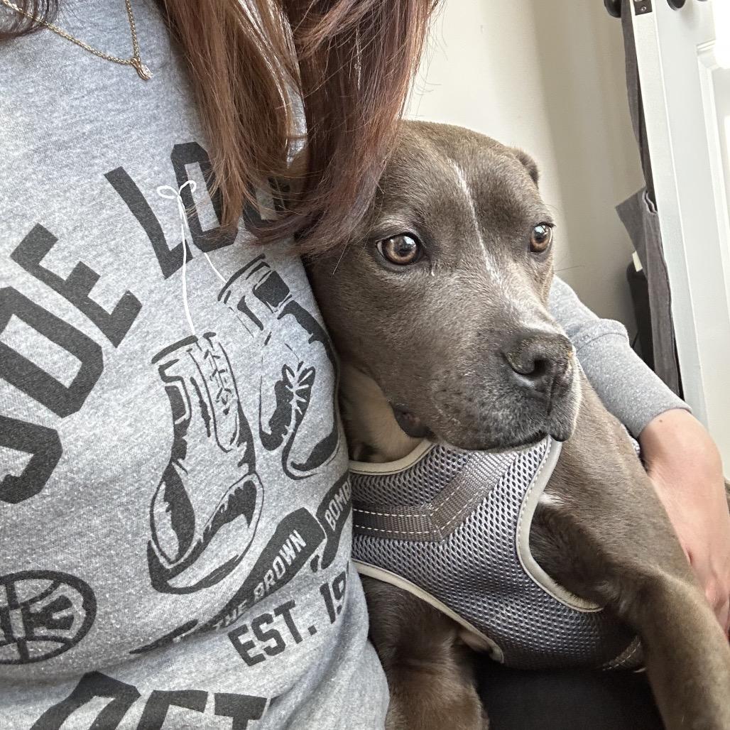 Letty, a Adoptable Pit Bull Terrier in Northville, MI image 6/6