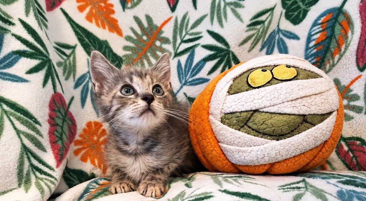 Kai, Adoptable, Kitten Male Domestic Short Hair.
