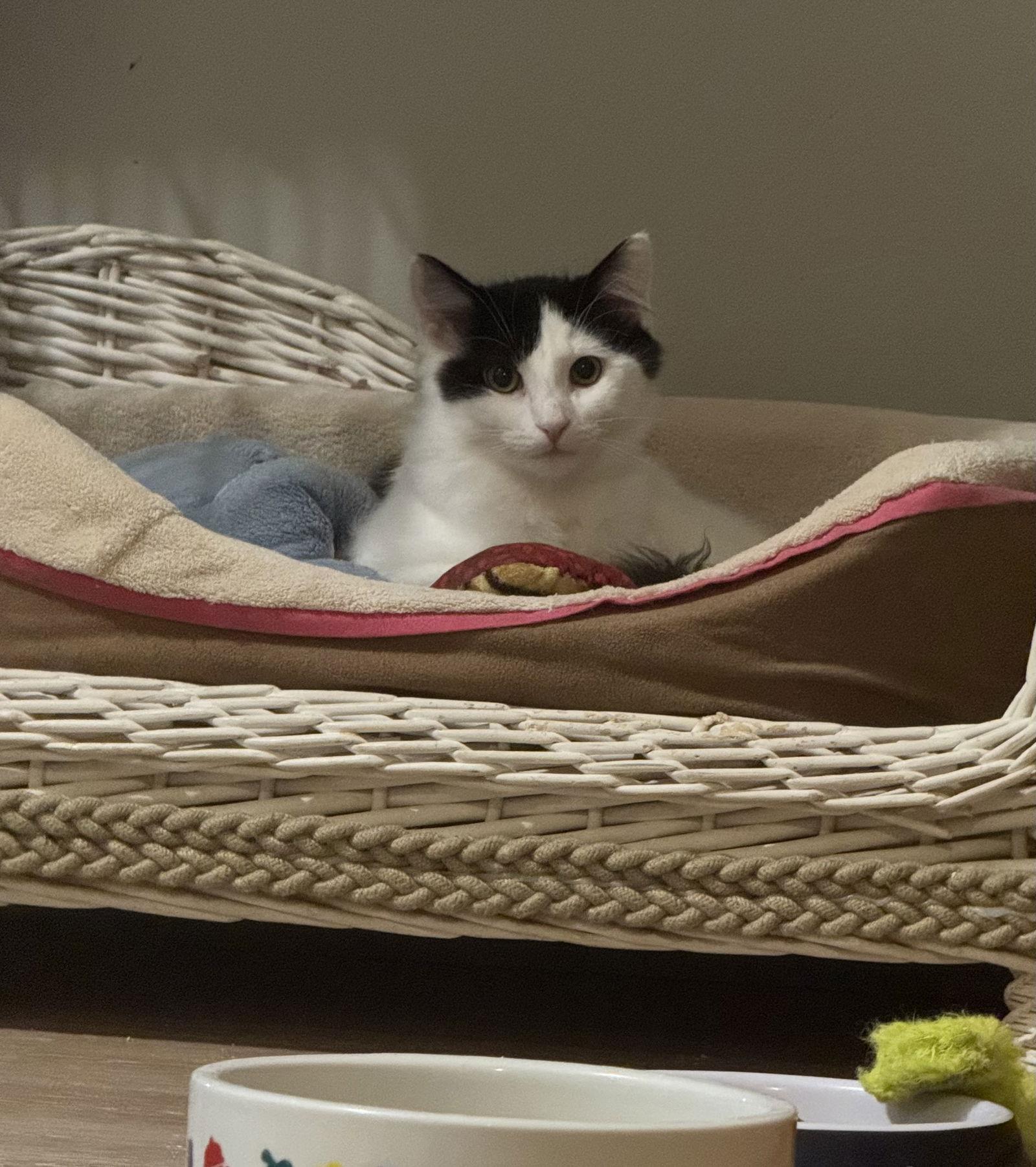 Spearfish, a Adoptable Domestic Medium Hair in Princeton, MN image 1/3