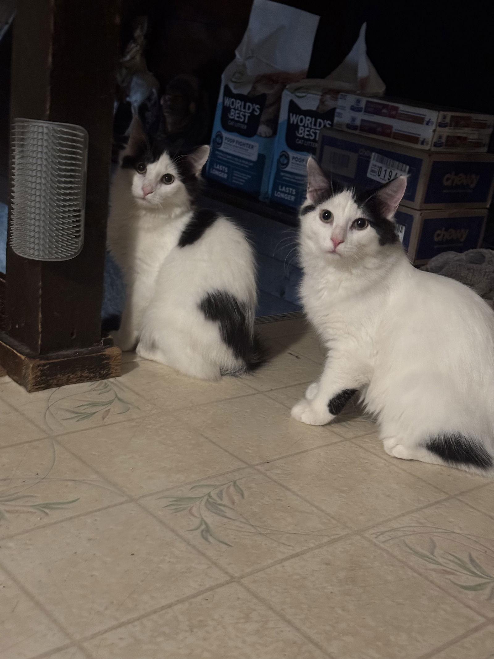 Spearfish, a Adoptable Domestic Medium Hair in Princeton, MN image 3/3