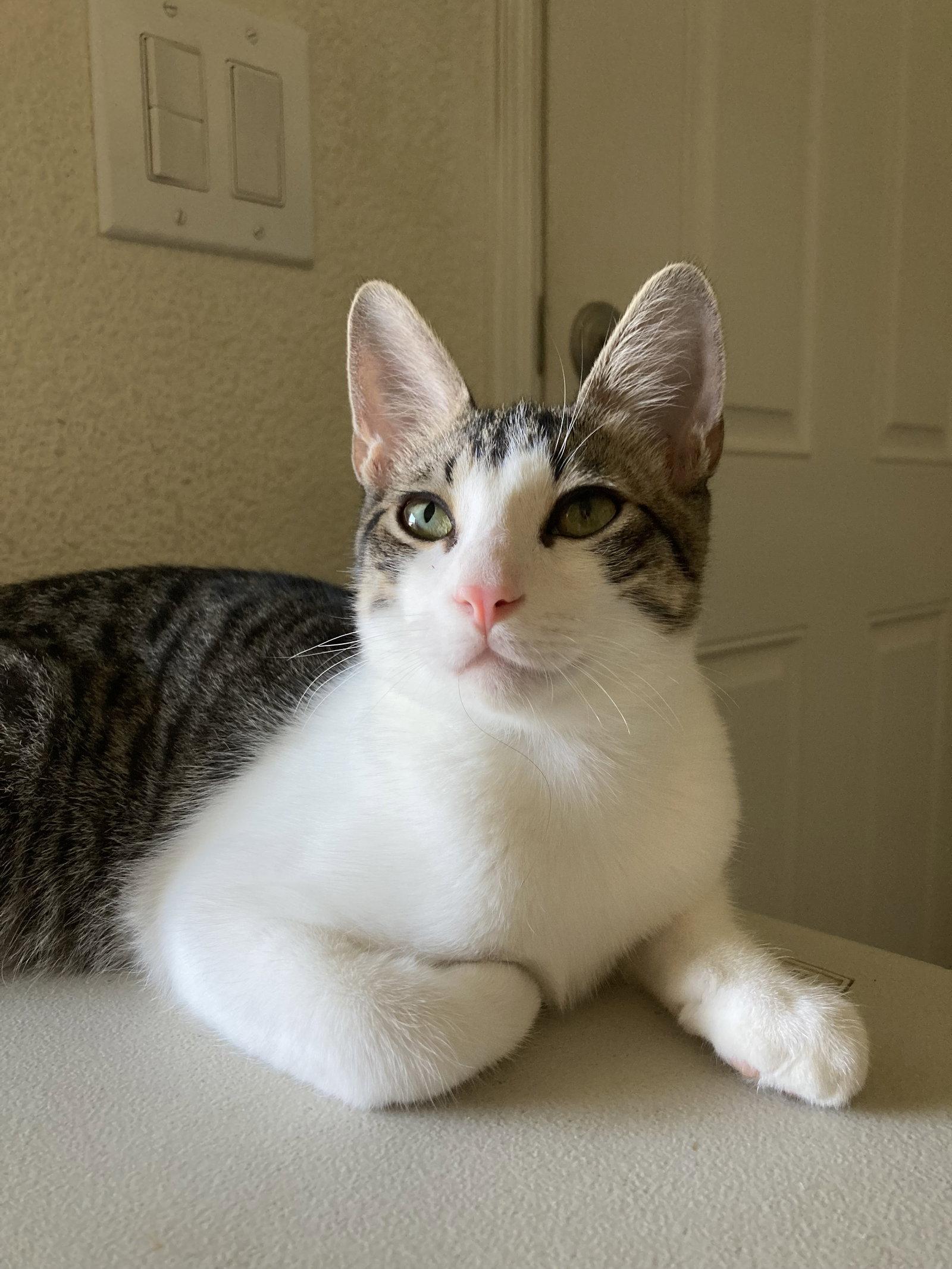 Moris, Adoptable, Kitten Male Domestic Short Hair & Tabby.