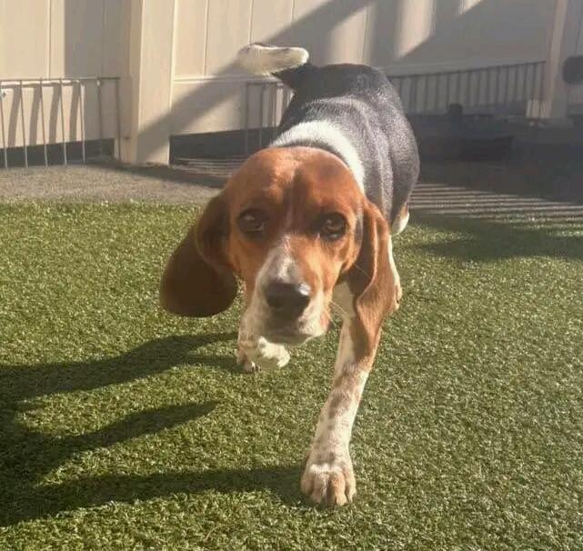 Roscoe, ADOPTABLE, Young Male Beagle.