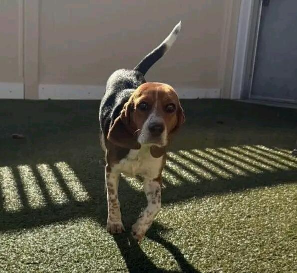 Enlarge Roscoe, a ADOPTABLE Beagle in Alburtis, PA image 2/3
