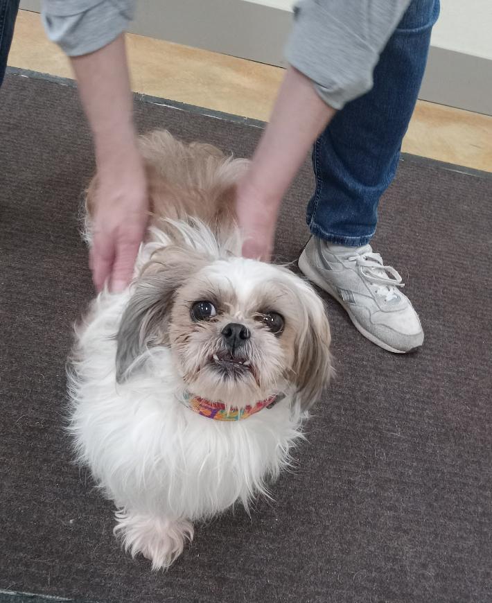 Tessa (adoption pending), Adopted, Adult Female Shih Tzu.