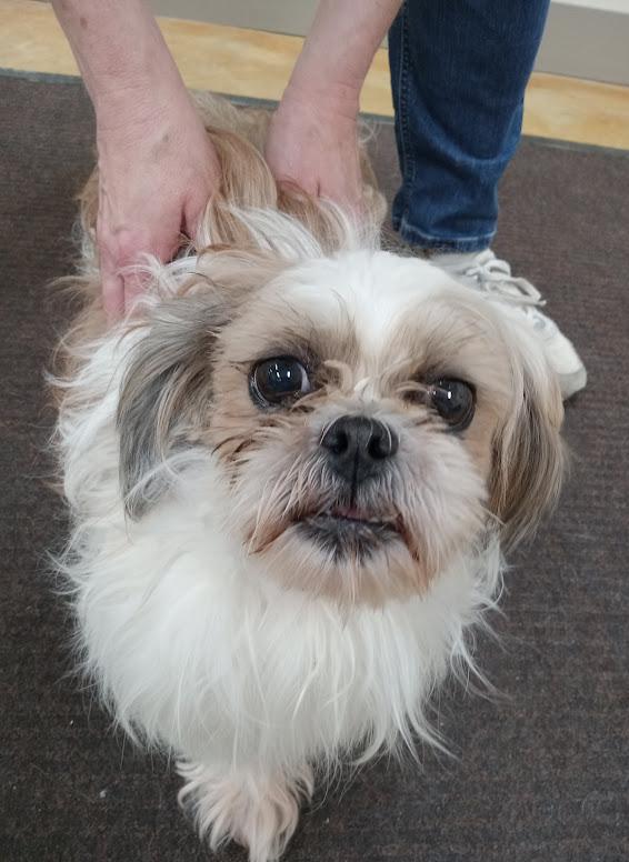 Enlarge Tessa (adoption pending), a Adopted Shih Tzu in Austin, MN image 2/2
