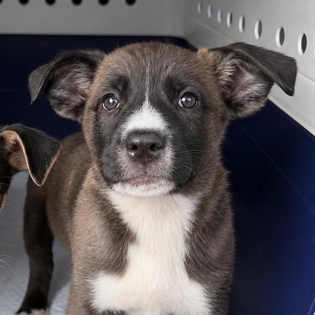 Enlarge Tot, a Adoptable mixed breed in Northville, MI image 1/1