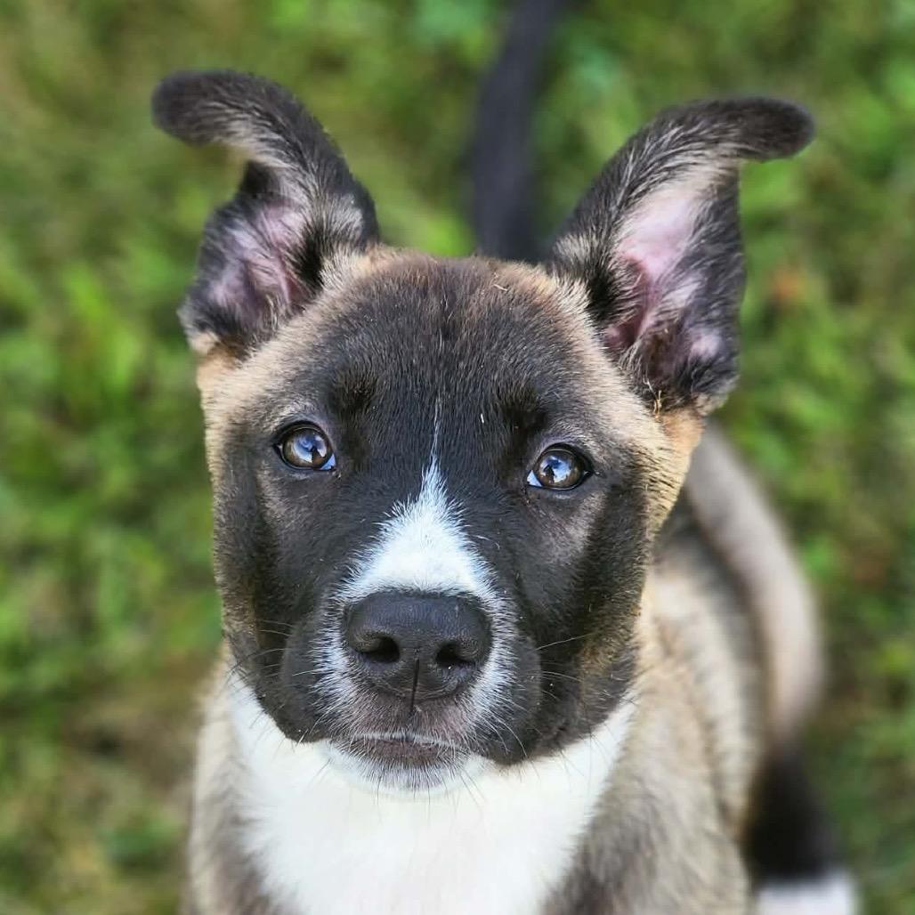 Enlarge Tot, a Adoptable mixed breed in Northville, MI image 2/3