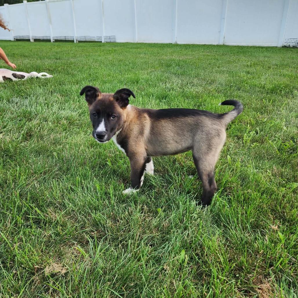 Enlarge Tot, a Adoptable mixed breed in Northville, MI image 3/3