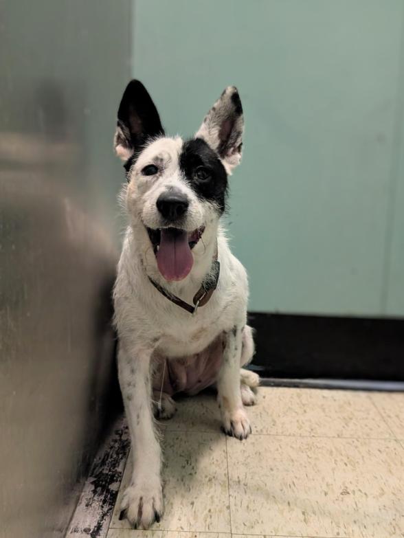 Jyn 4075, Adoptable, Young Female Australian Cattle Dog / Blue Heeler & Wirehaired Terrier.