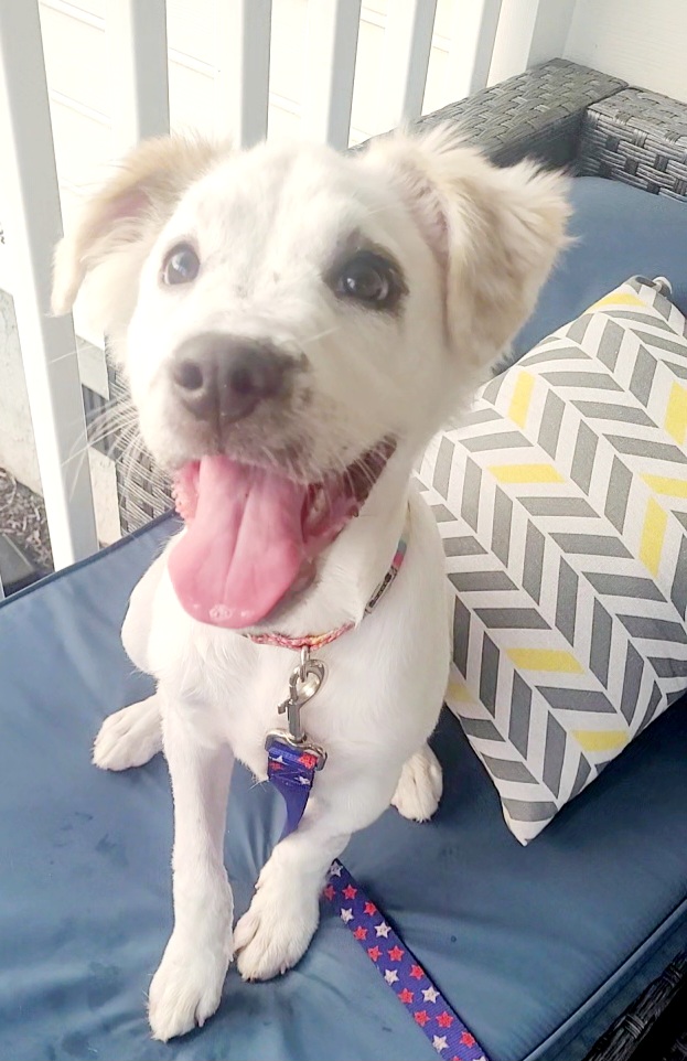 Ruby, Adopted, Puppy Female Great Pyrenees.