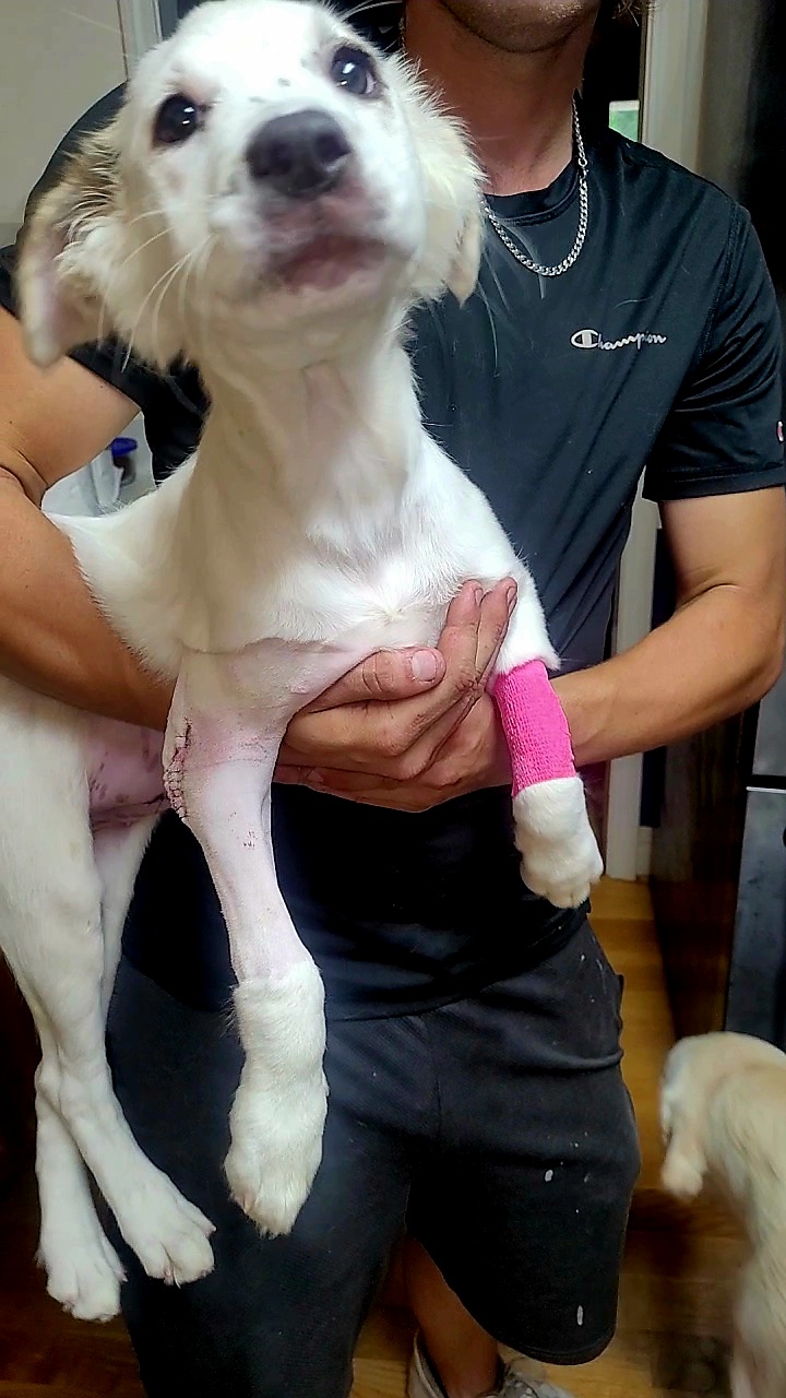 Enlarge Ruby, a Adopted Great Pyrenees in Conway, SC image 2/2