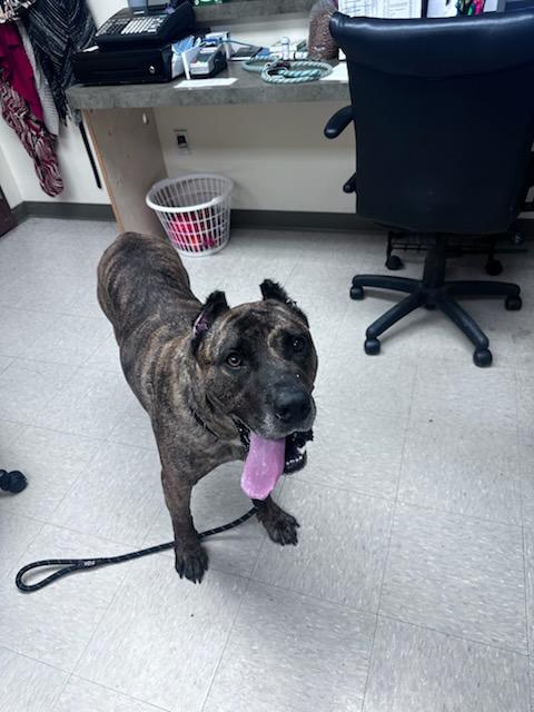 Kodak, a ADOPTABLE Presa Canario in Clayton, NJ image 5/5
