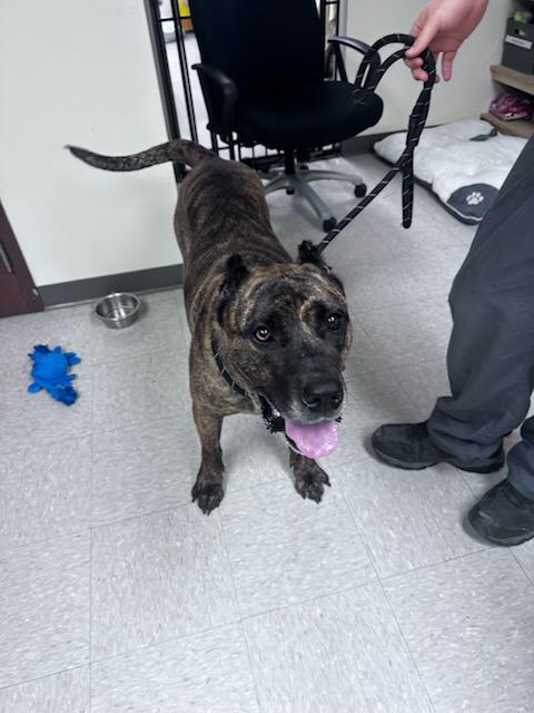 Kodak, a ADOPTABLE Presa Canario in Clayton, NJ image 2/5