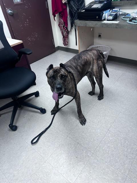 Kodak, a ADOPTABLE Presa Canario in Clayton, NJ image 3/5