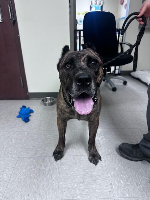 Kodak, ADOPTABLE, Adult Male Presa Canario.
