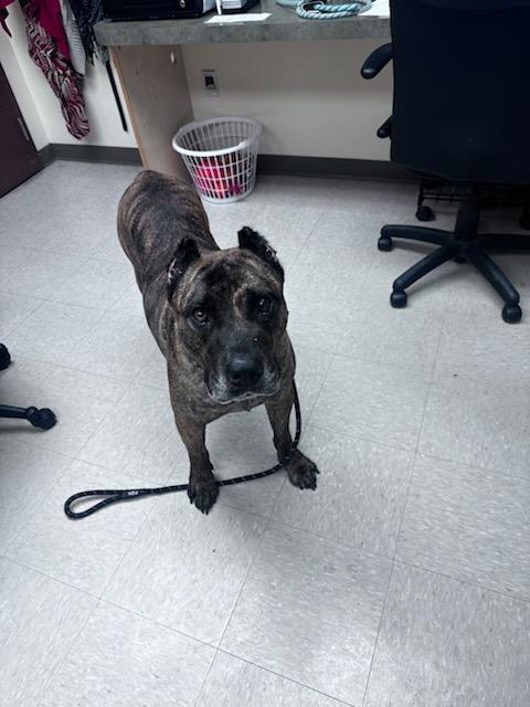 Kodak, a ADOPTABLE Presa Canario in Clayton, NJ image 4/5
