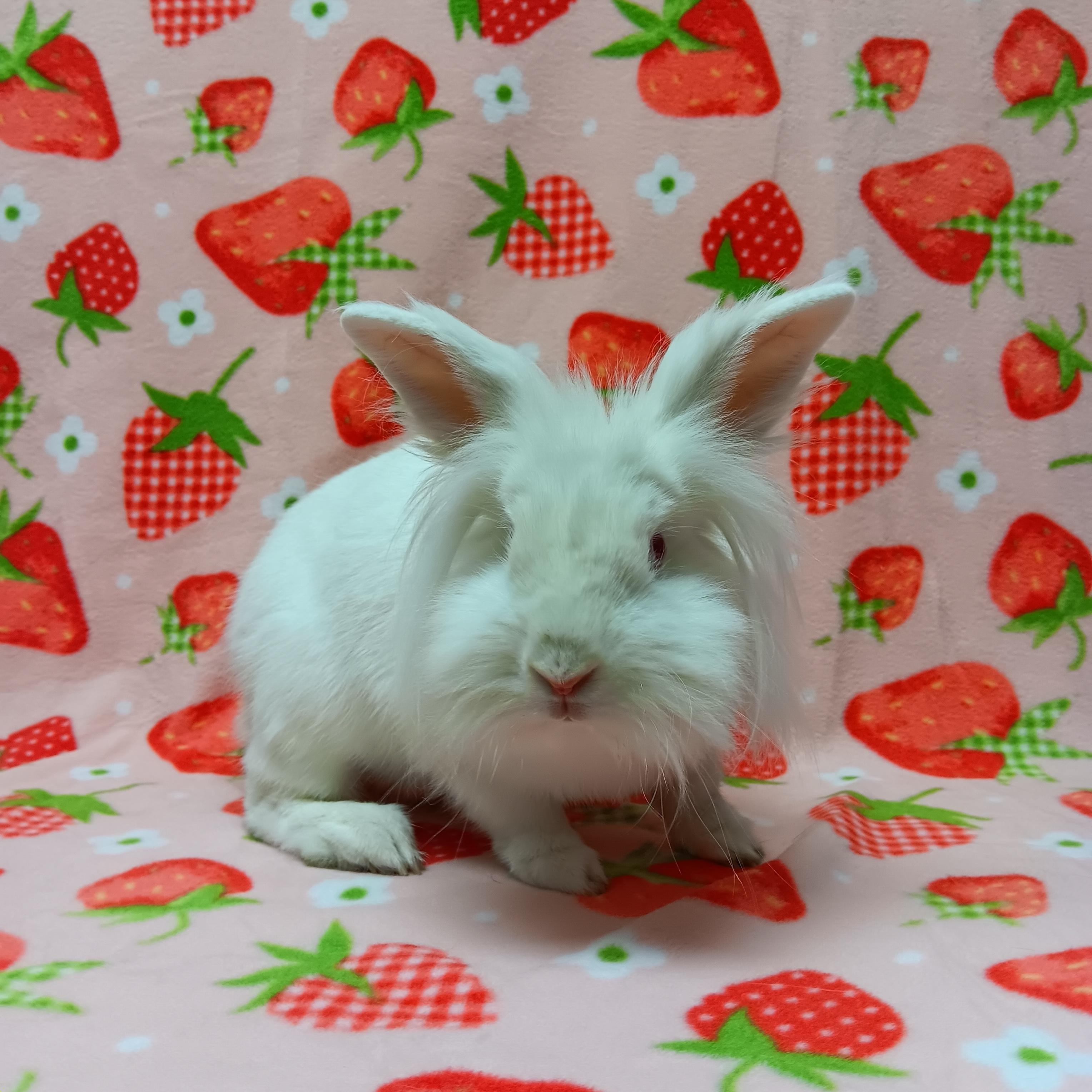 Enlarge Greta, a Adoptable Lionhead in Harrisburg, PA image 1/2