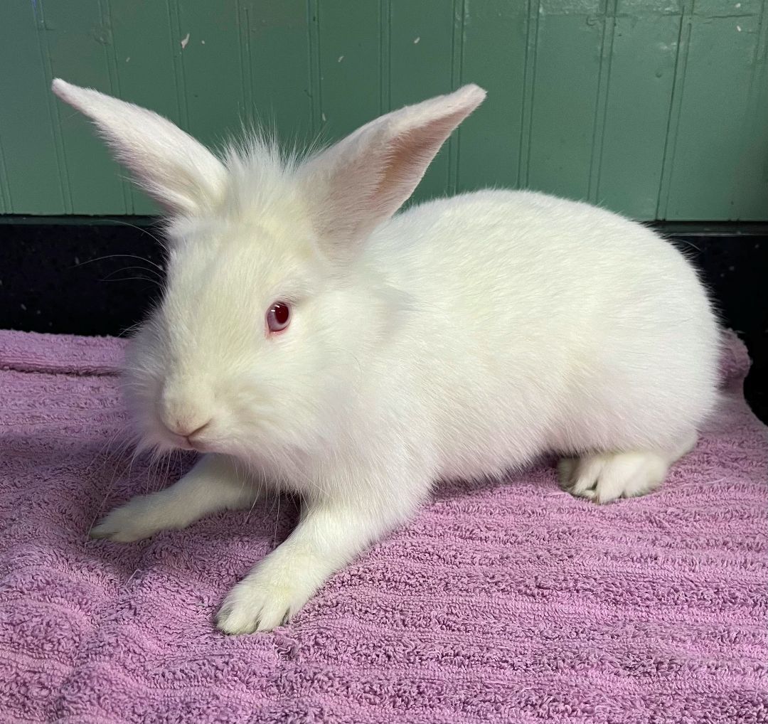 Enlarge Greta, a Adoptable Lionhead in Harrisburg, PA image 2/2