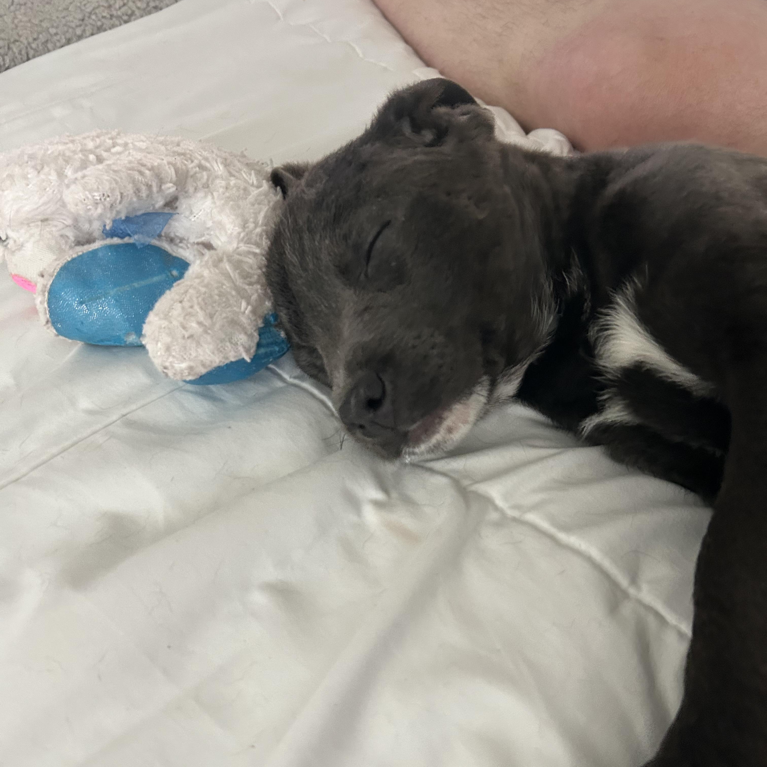 Enlarge JOJO!, a Adoptable mixed breed in San Deigo, CA image 3/5