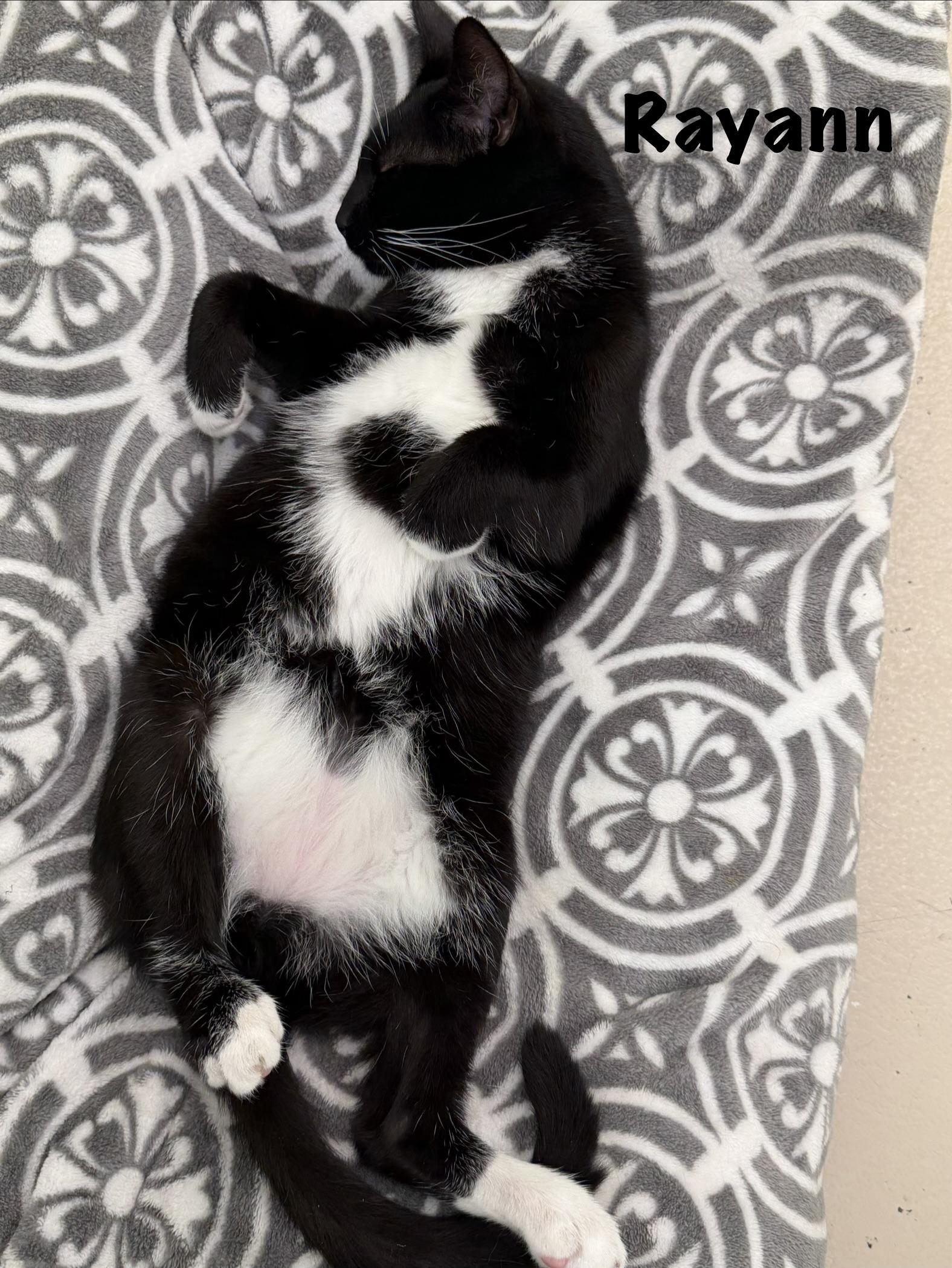 Enlarge Sloane, a ADOPTABLE Domestic Short Hair in Pawleys Island, SC image 3/5