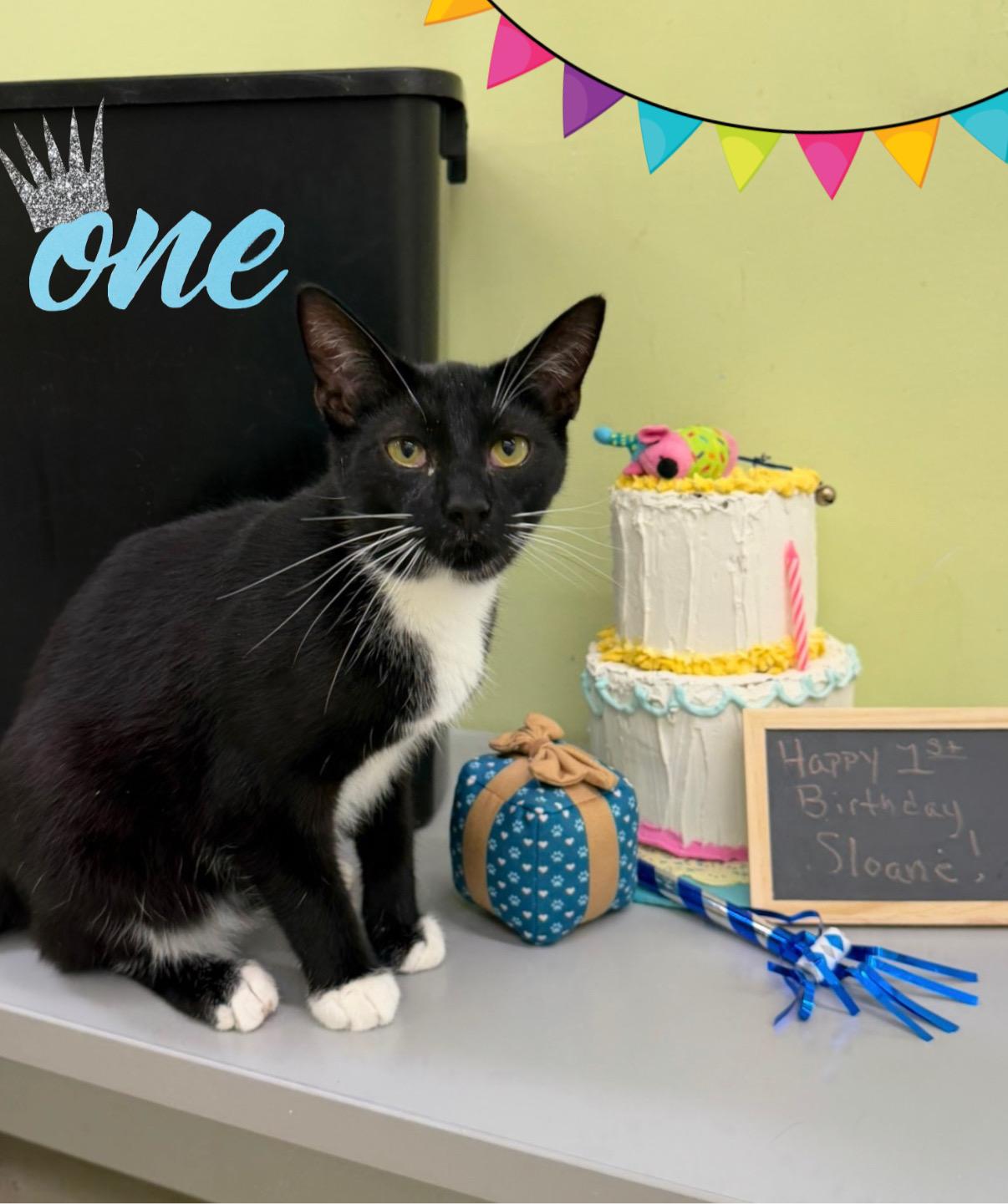 Enlarge Sloane, a ADOPTABLE Domestic Short Hair in Pawleys Island, SC image 5/5