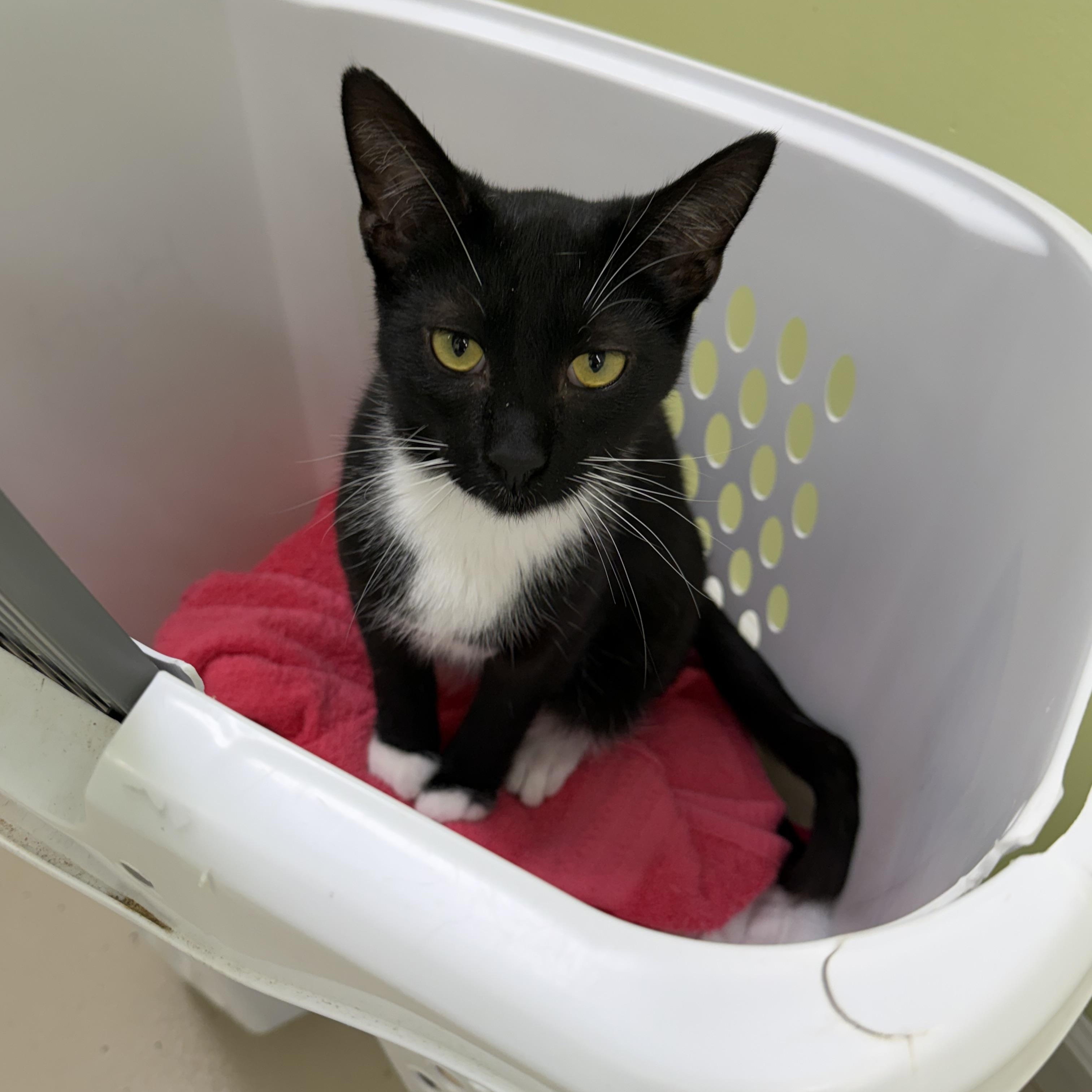 Enlarge Sloane, a ADOPTABLE Domestic Short Hair in Pawleys Island, SC image 4/5