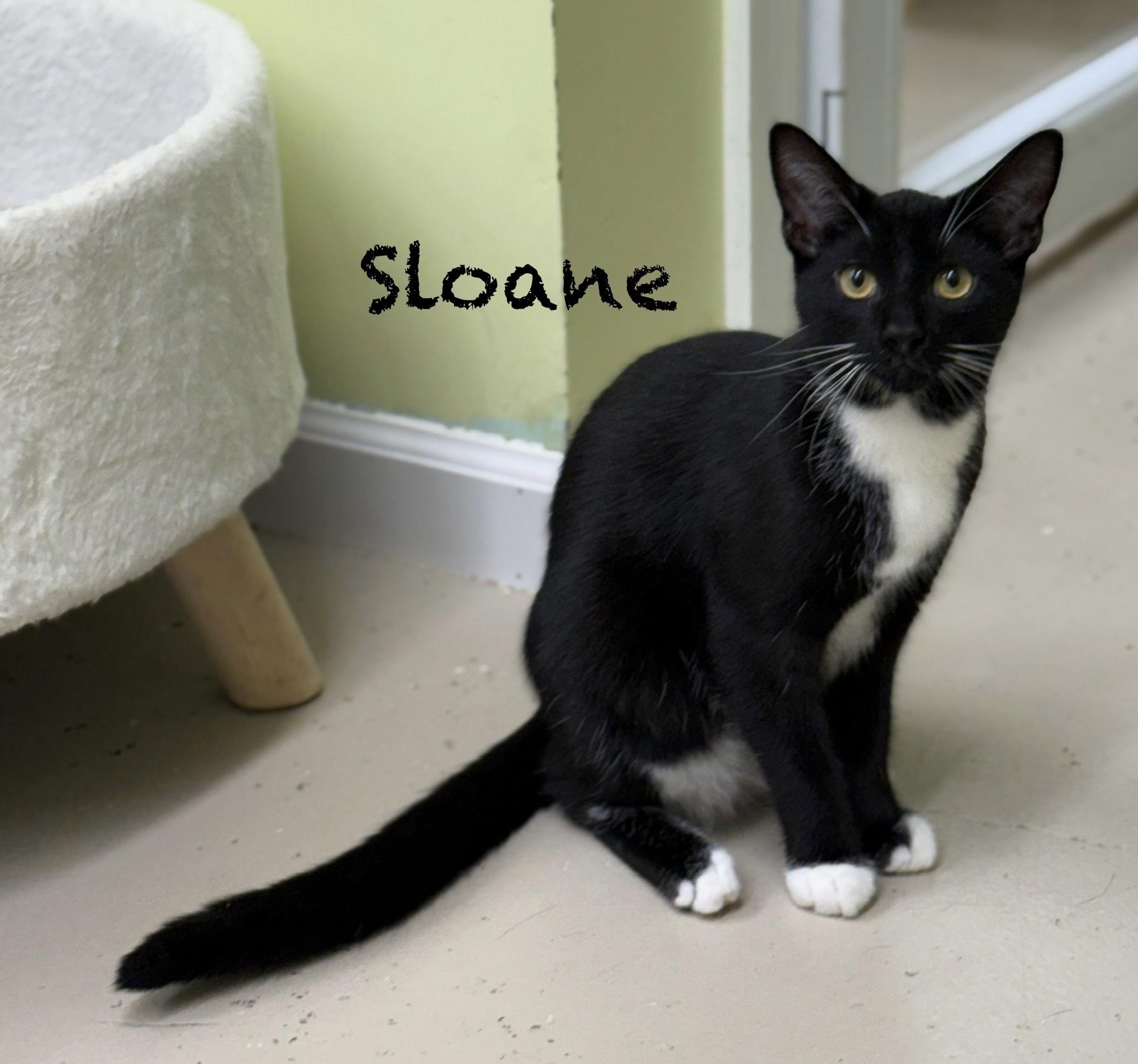 Enlarge Sloane, a ADOPTABLE Domestic Short Hair in Pawleys Island, SC image 1/1