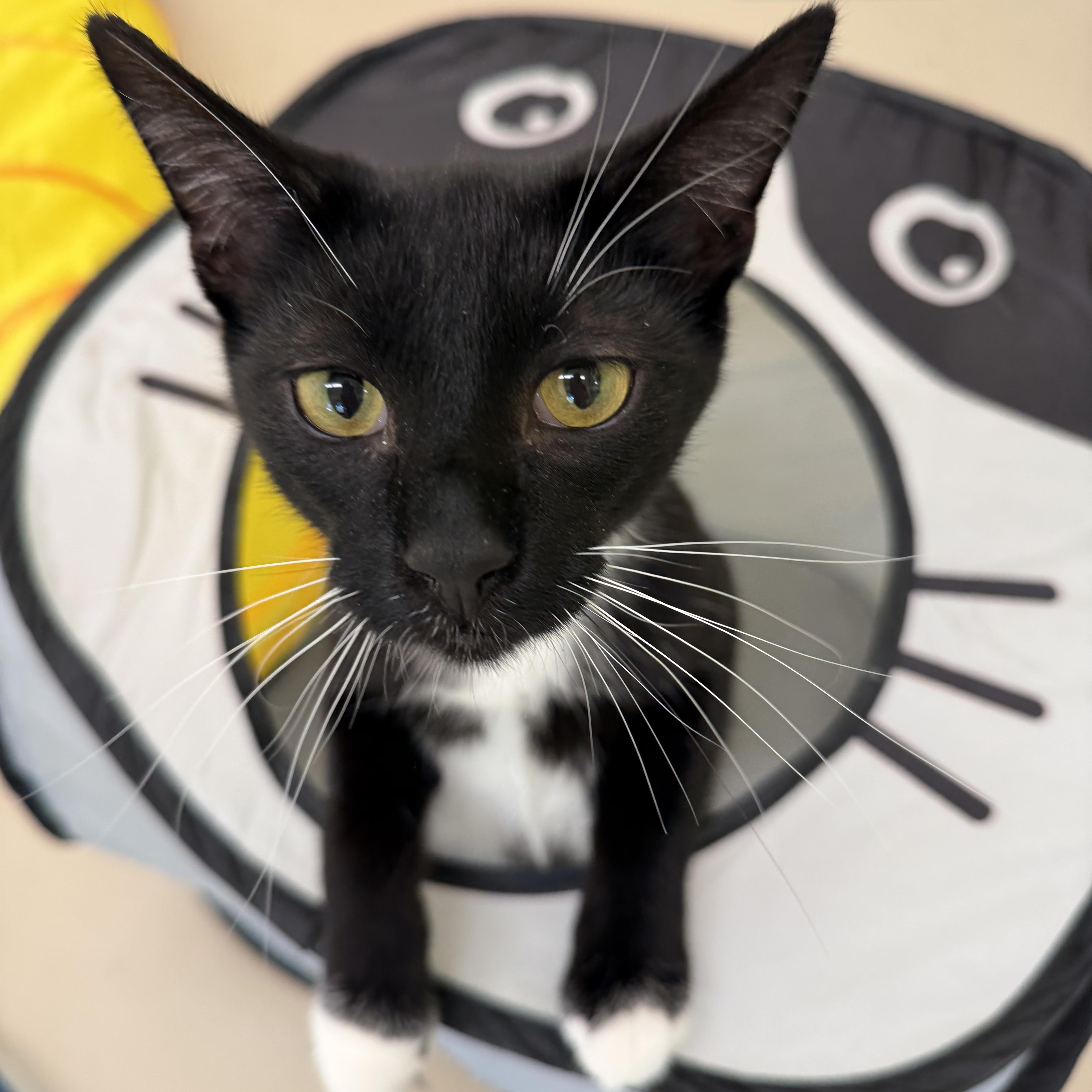 Enlarge Sloane, a ADOPTABLE Domestic Short Hair in Pawleys Island, SC image 2/5