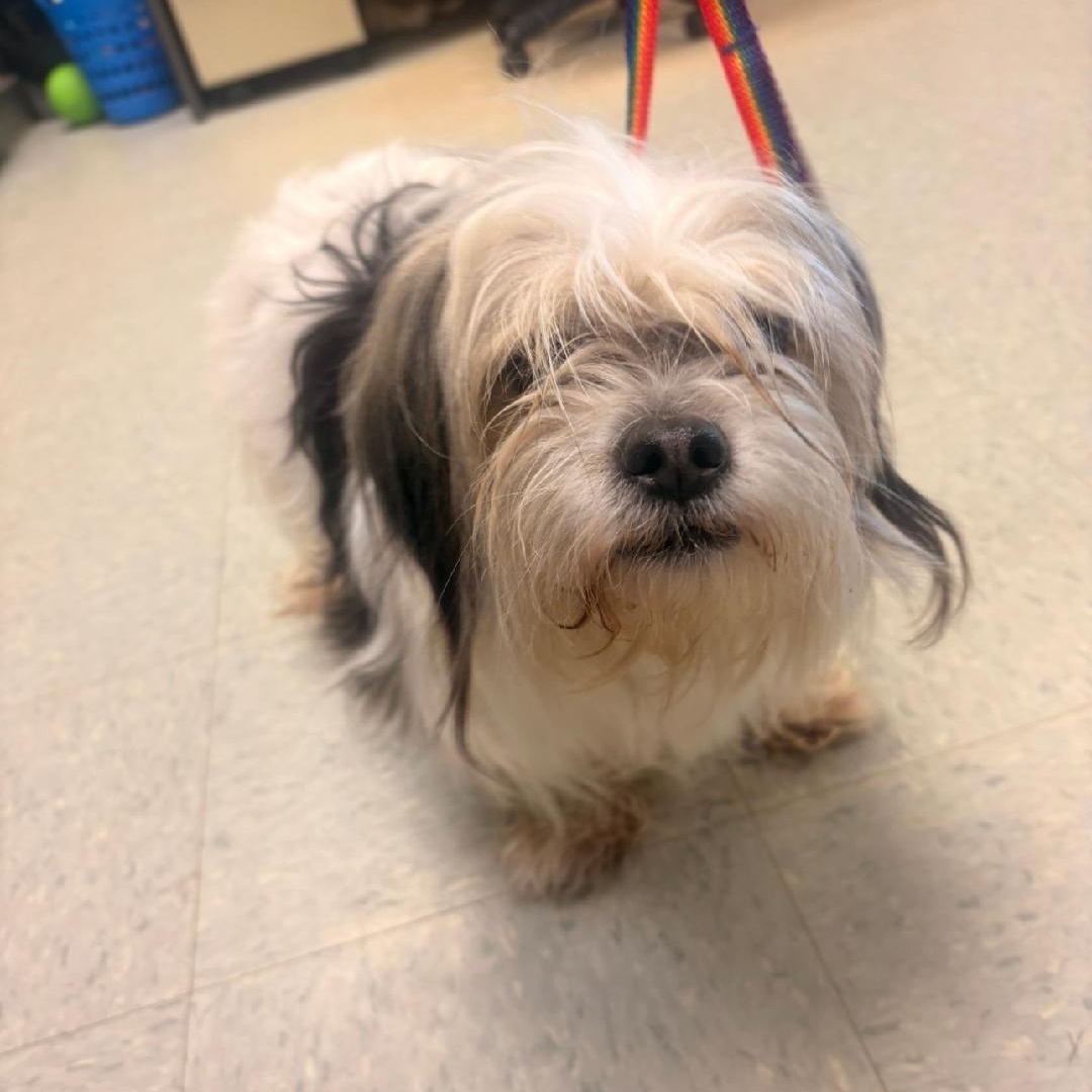 Enlarge Riley, a ADOPTABLE Shih Tzu in Medina, OH image 1/1