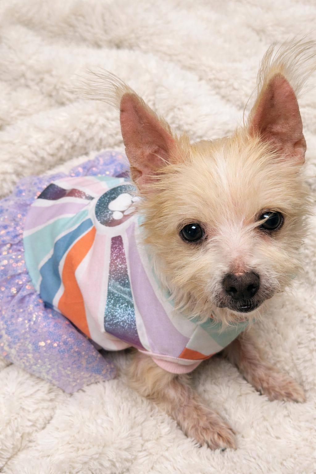 Enlarge Sarah, a ADOPTABLE mixed breed in Bridgeton, MO image 4/4