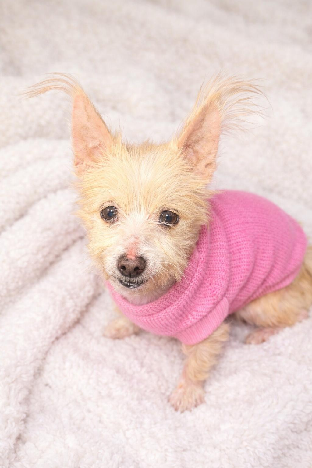 Enlarge Sarah, a ADOPTABLE mixed breed in Bridgeton, MO image 2/4