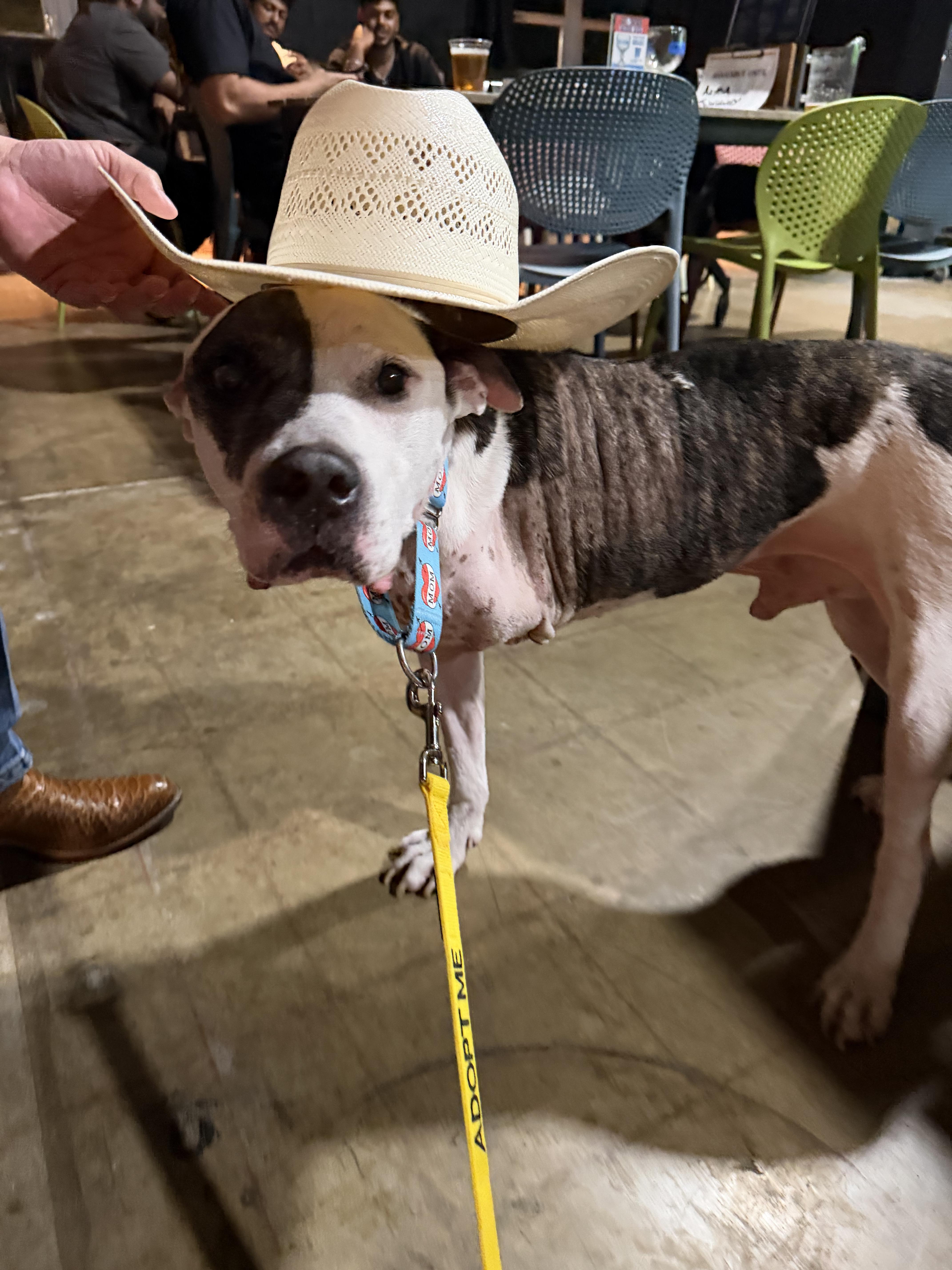 Enlarge Boyfriend, a Adoptable American Staffordshire Terrier in Athens, TX image 4/6