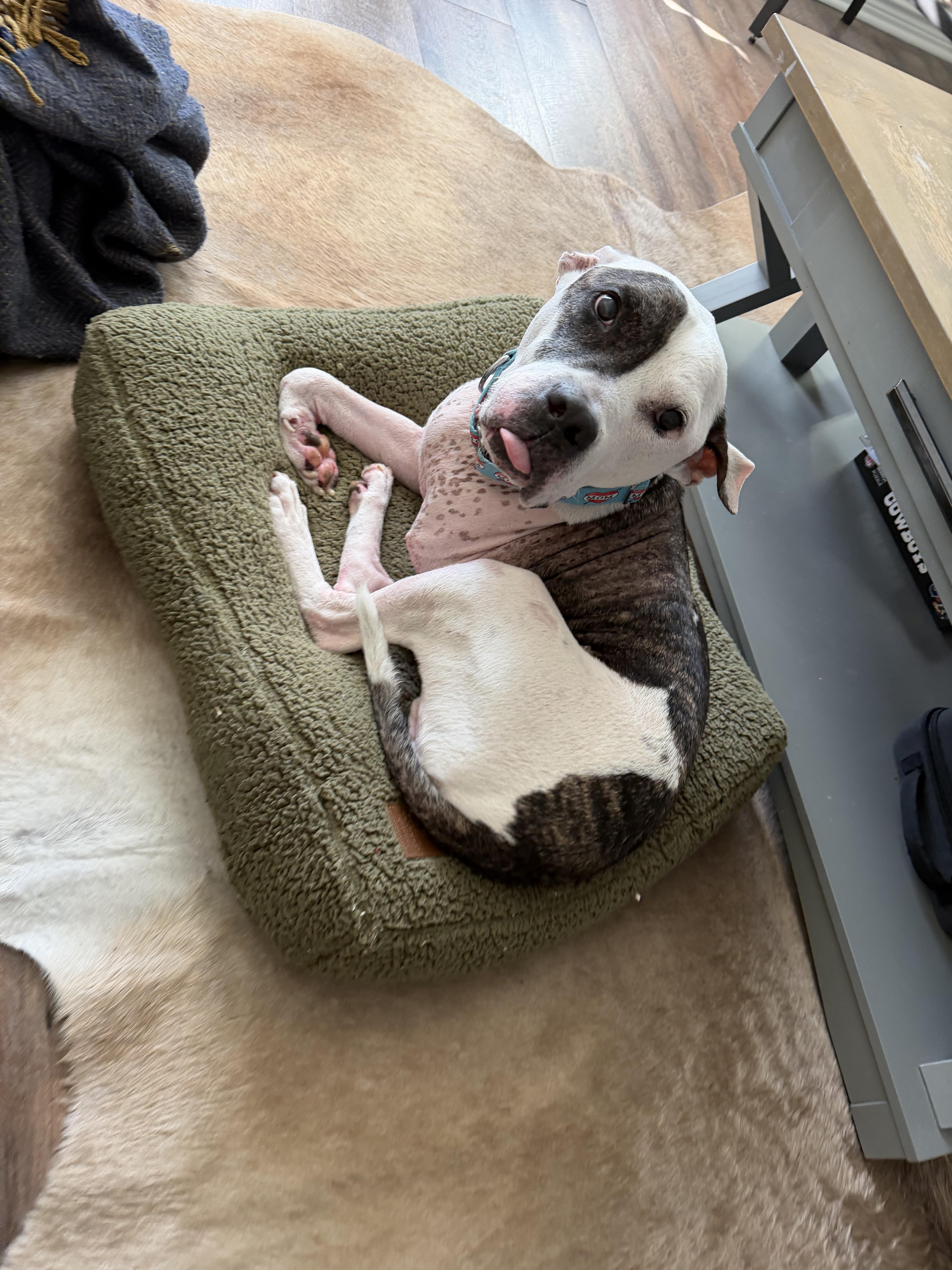 Enlarge Boyfriend, a Adoptable American Staffordshire Terrier in Athens, TX image 2/6