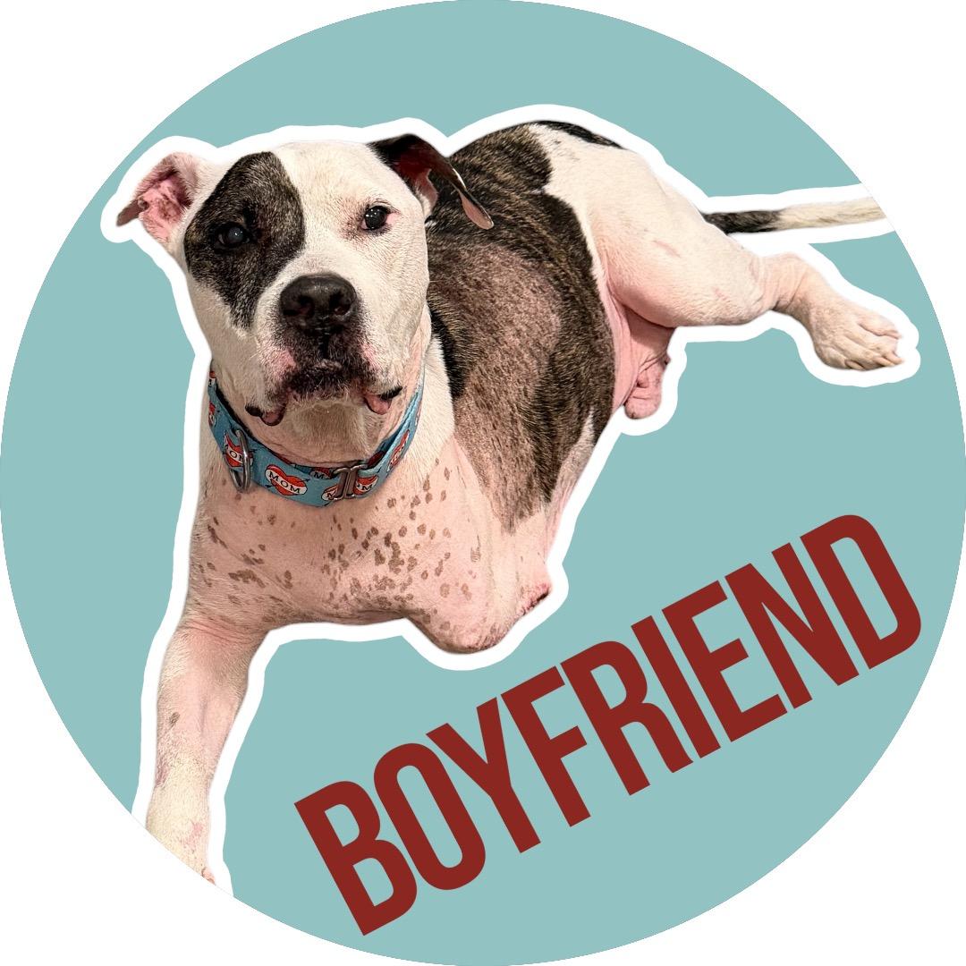 Boyfriend, Adoptable, Adult Male American Staffordshire Terrier.