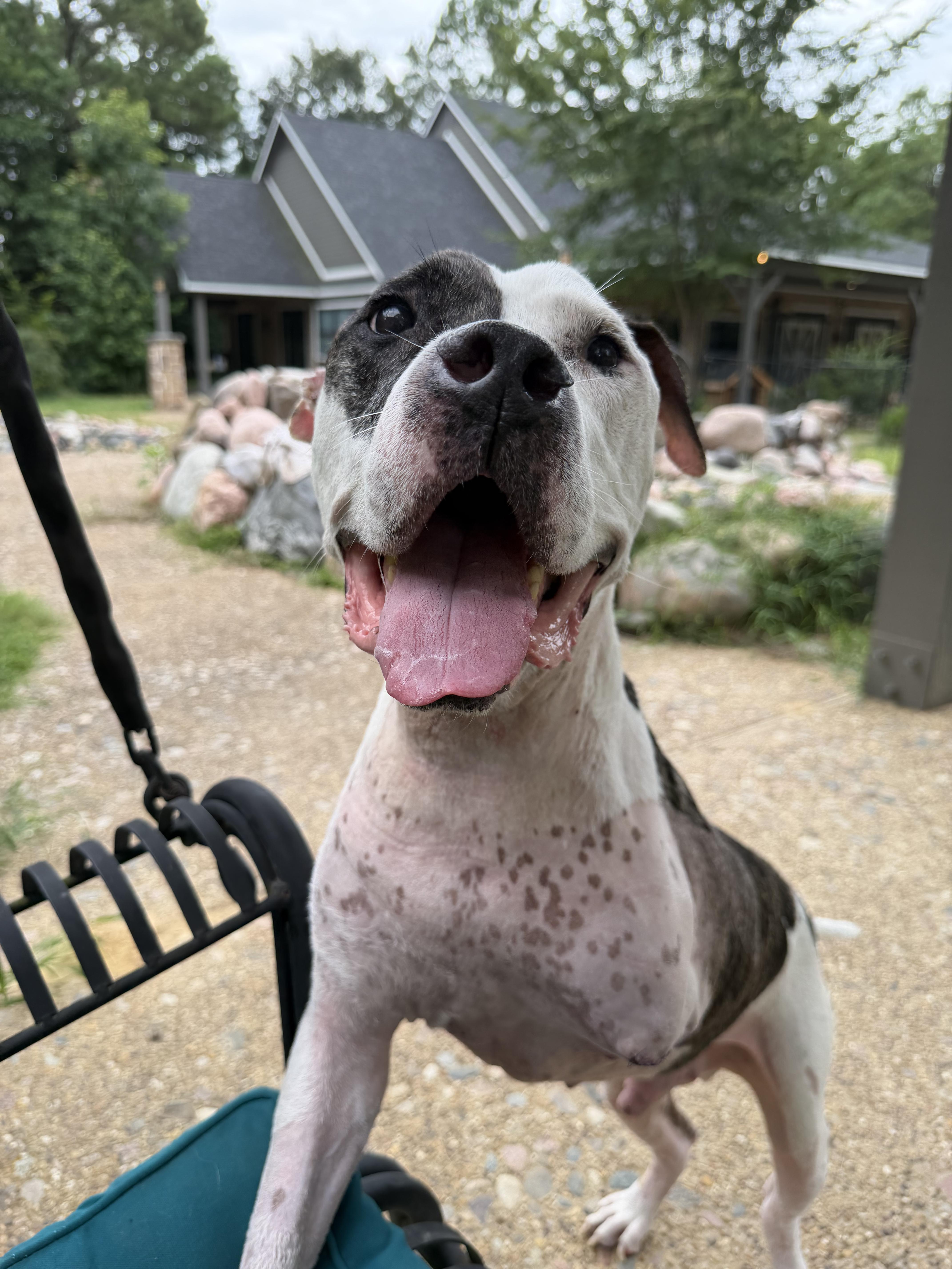 Enlarge Boyfriend, a Adoptable American Staffordshire Terrier in Athens, TX image 6/6